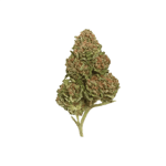 Canify Pure 18/1 LS KU. Exodus Cheese